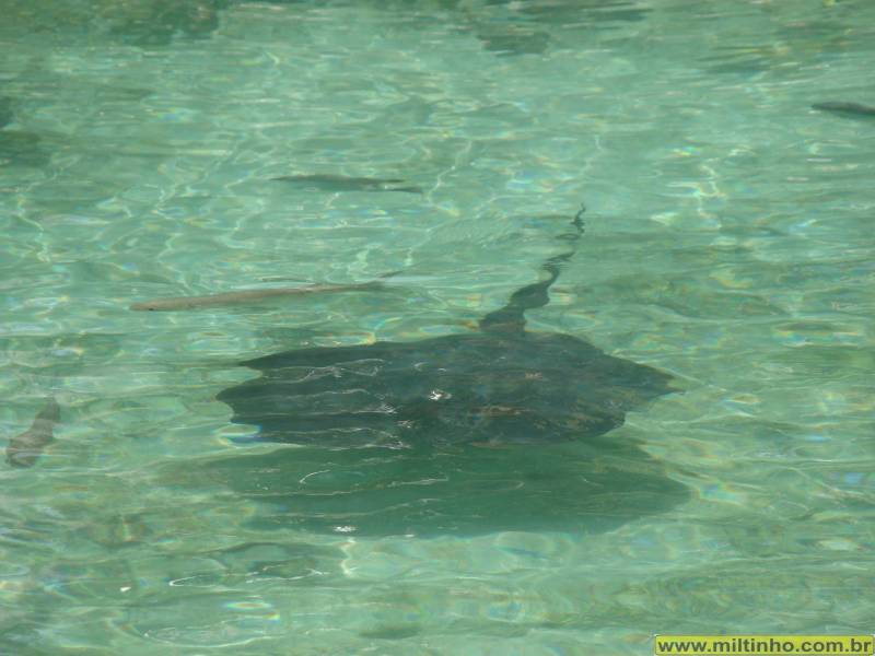 Foto - DSC05357.JPG