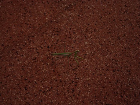 Foto - DSC03075.JPG