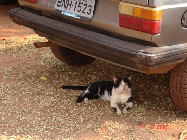 Foto - Palmeiras_(23).jpg